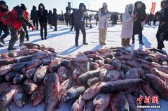 黑龙江开启“冬捕季” 大庆连环湖头鱼拍出66万元